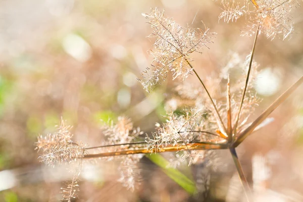 Pampas grass  field against sunlight — Stock Photo, Image