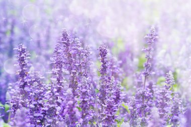 Mavi salia alan olduğunda günbatımı ışık ray ile