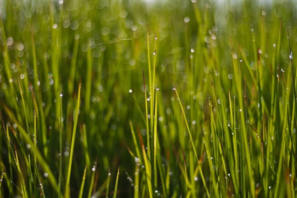 露ドロップ クローズ アップと新鮮な緑の芝生。自然の背景 — ストック写真