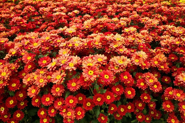 Flores rojas de Zinnia en el jardín . — Foto de Stock