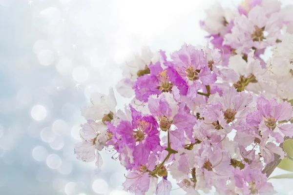 Witte magnolia bloemen in het voorjaar — Stockfoto