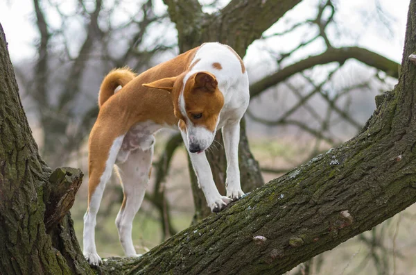 Portret Van Volwassen Basenji Hond Die Een Tak Van Een — Stockfoto