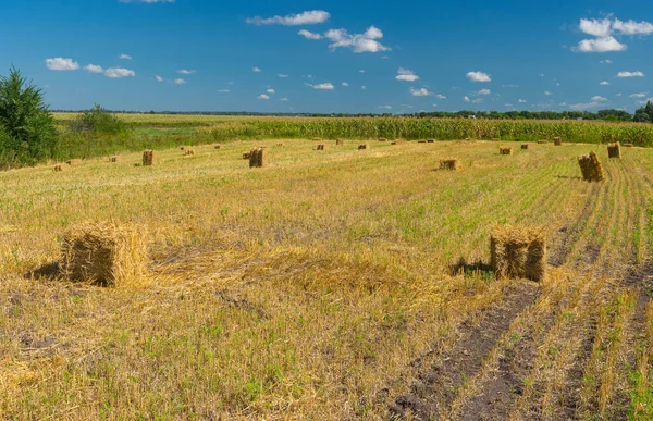 Summer Landscape Blue Sky Mowed Hay Poltavskaya Oblast Ukraine — Stock Photo, Image