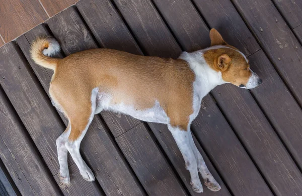 Top Uitzicht Volwassen Vermoeide Basenji Mannelijke Hond Slapen Een Houten — Stockfoto