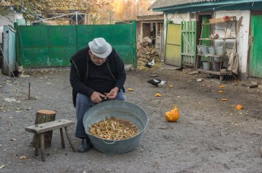 Ukraynalı köylü el ile çiftlikten kayısı hasadı topluyor.