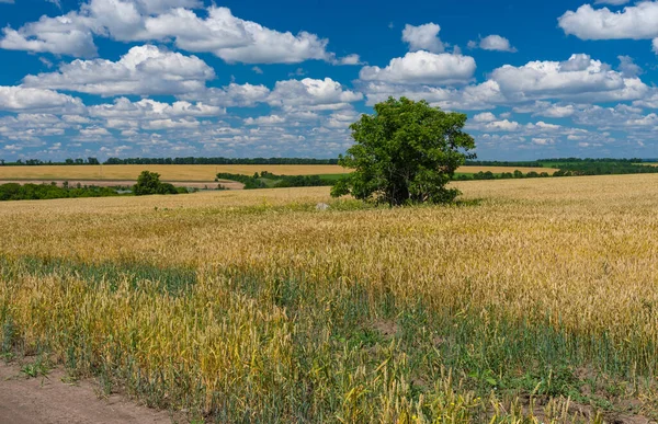 stock image Summer landscape with unripe wheat field and lonely tree in central Ukraine