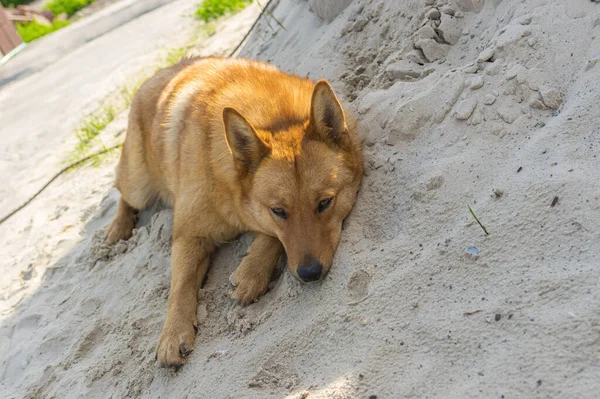 Leuke Verveelde Schapenhond Liggend Hoop Zand — Stockfoto