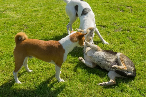 Basenji Macho Cão Branco Misto Raça Maior Macho Cão Jogando — Fotografia de Stock