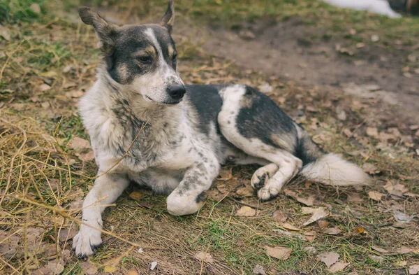 Portret Van Verdwaalde Mannelijke Hond Liggend Een Grond Het Najaar — Stockfoto