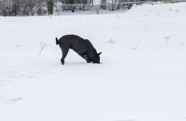 Aç sokak köpeği derin karda saklanan küçük fareyi avlıyor.