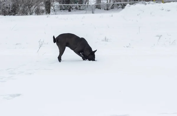 Cão Preto Vadio Faminto Está Procura Ratinho Que Esconde Neve — Fotografia de Stock