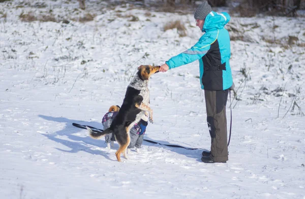 雌性主人喂着雪地上后腿站立的黑白混种狗 — 图库照片