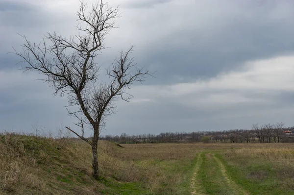 Early Spring Landscape Lonely Tree Next Earth Road Leading Suburb — Stock fotografie
