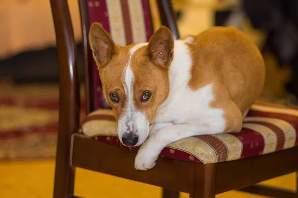 Retrato Perro Basenji Aburrido Descansando Una Silla Humana Rayas — Foto de Stock