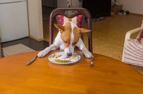 Χαριτωμένο Basenji Σκυλί Αρέσει Πιάτο Lestovers Ότι Πλοίαρχος Αριστερά Μετά — Φωτογραφία Αρχείου