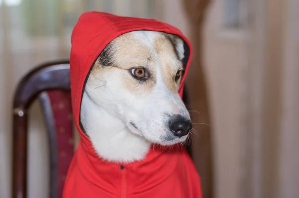 Indoor Portrait White Mixed Breed Dog Wearing New Garment While — Stock Photo, Image