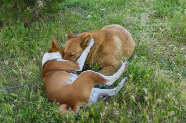 Genç Basenji köpeği yaz otlarında oynarken melez köpeğe sarılıyor.