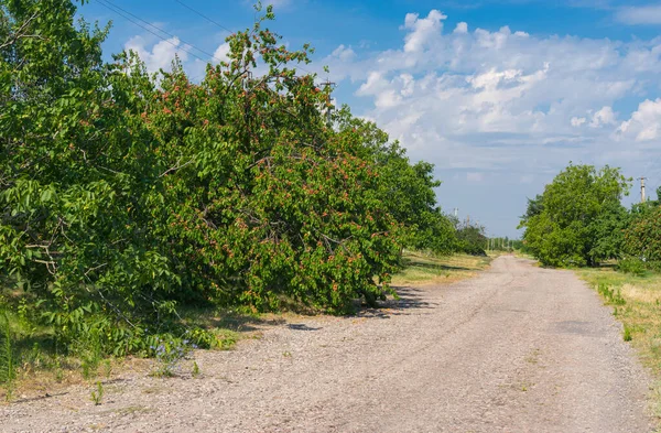 Summer landscape with coutry road overgrown with apricot and walnut tees beside people homes in rural village Skelki, Zaporizhia Oblast, Ukraine