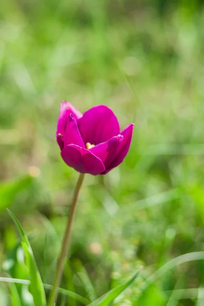 Samotny Różowy Tulipan Wśród Zielonych Traw Zbliżenie Sezonie Wiosennym — Zdjęcie stockowe