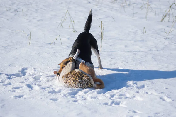 Black hunting dog attack Basenji and bite it on the neck while playing on winter snow