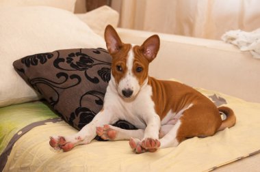 Uykulu Basenji köpek yavrusu kanepede uyuduktan sonra kendini geriyor.