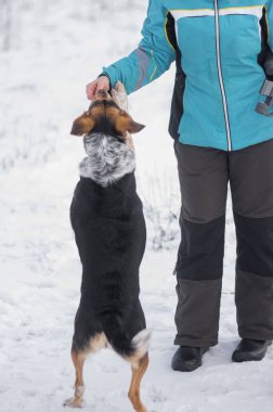 Usta, kış mevsiminde kar üzerinde arka ayakları üzerinde duran siyah melez köpeği elleriyle besliyor.