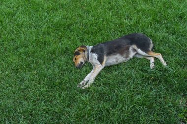 Melez siyah köpek yeşil çimlerde yatarken tatlı tatlı uyuyor.