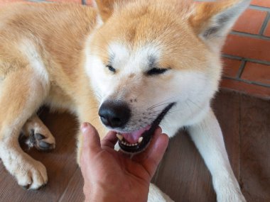 İnsan eli genç ve pozitif Akita-inu köpeğini tuğla duvarın yanında döşeme döşemesinde okşuyor.