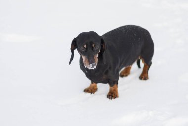 Genç dachshund köpeğinin kış portresi taze karda aktif bir aramadan sonra buzlu burunlu