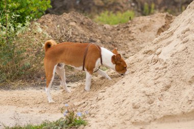 Basenji köpeği içinde saklanan küçük kemirgenler için kum yığınını inceliyor.