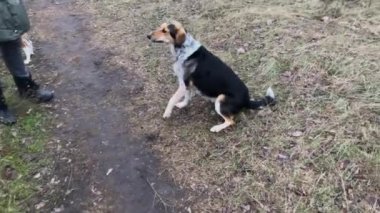 Kırık ön bacağı olan melez bir köpek, ameliyat sonrası ilk kez dışarıda yürürken üç bacağını kullanarak sahibinin etrafında dolaşıyor.