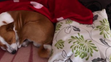 Olgun Basenji köpeği insan yatağında iyi vakit geçiriyor.