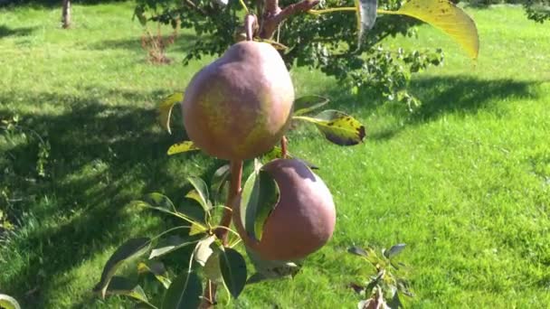 Liten Gren Unga Päron Träd Med Två Frukter Vinkar Vinden — Stockvideo