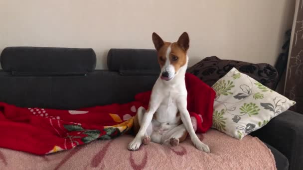 Reifer Basenji Hund Sitzt Auf Sofa Unhöflicher Redneck Pose Und — Stockvideo