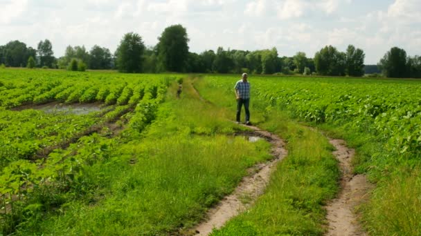 成熟した男は夏の季節に未成熟のひまわりと農業分野の間の汚い道を簡単に歩く — ストック動画