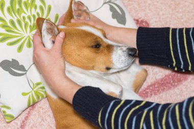 Kadın efendi uykulu Basenji köpeğini uyuturken köpek kanepede yatıyordu.