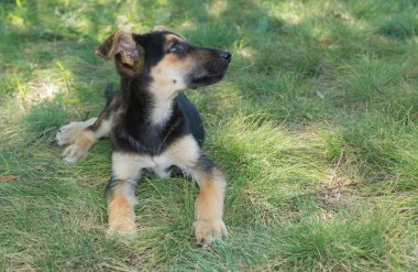 Koyun köpek yavrusunun tatlı melezi yaz çimlerinde dinleniyor.