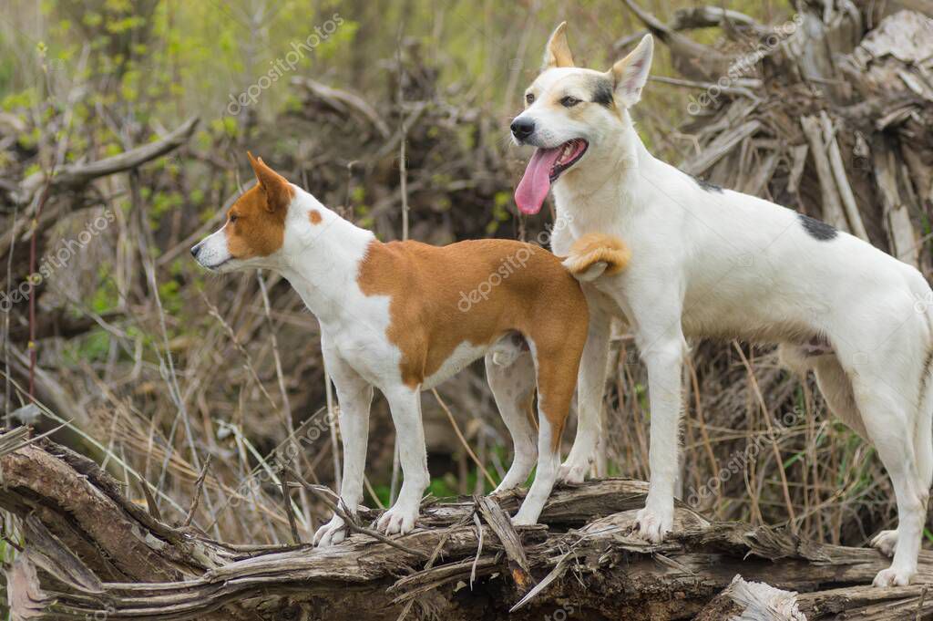 Gran raza cruzada blanca de caza y perro del norte custodiando al joven