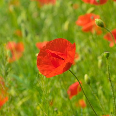 Haşhaş tarlasında yarı açık kırmızı haşhaş tomurcuğu portresi.
