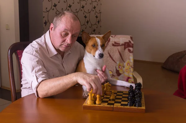 Homme Mûr Caucasien Avec Chien Basenji Regardant Sur Échiquier Réfléchissant Image En Vente