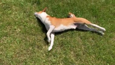 Olgun Basenji köpeği güneşli bir günde yeşil çimlerde oynarken kızıyor.