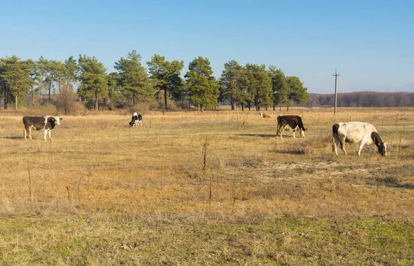 Paysage Automne Avec Prairie Plusieurs Vaches Broutant Dans Oblast Poltavskaya — Photo