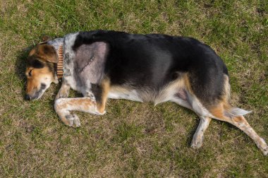 Kırık kürek kemiğindeki ameliyattan sonra çimenlerde yatan ve dinlenen melez köpeklerin üst görüntüsü.