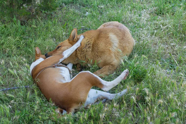 Young Basenji Dog Embrace Sheep Dog While Playing Summer Grass — Stock Photo, Image