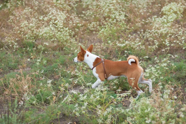 夏末的时候 年轻的巴森吉犬在野草中奔跑 — 图库照片