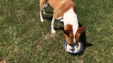 Bir çimenlikte yan yana dururken süt içen iki köpek.