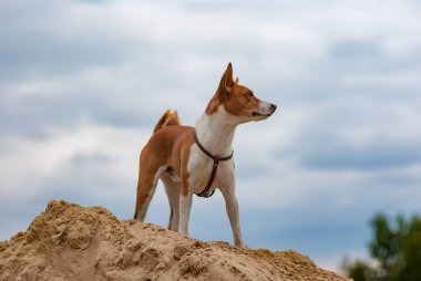 Basenji köpeği bir kum yığını üzerinde duruyor ve uzaklığa bakıyor.