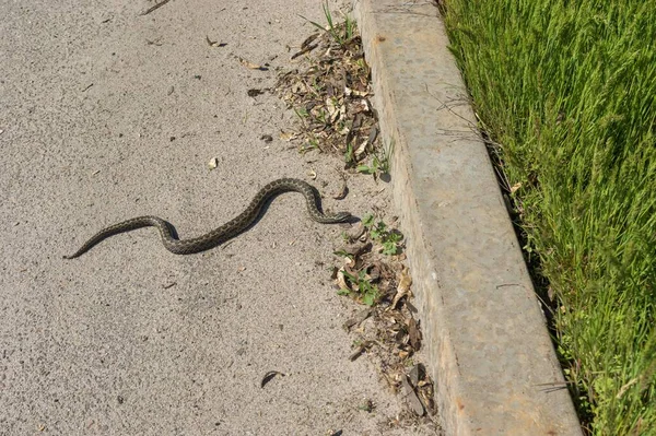 Cold Blooded Viper Warming Body Asphalt Ready Spring Grass Local — Stock Photo, Image