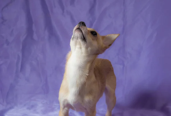 Nice Studio Portrait Creamy Curious Chihuahua Male Puppy Standing Blue — Stock Photo, Image