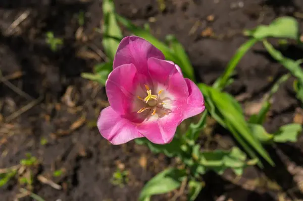 Vista Superior Flor Tulipa Aberta Canteiro Flores Primavera — Fotografia de Stock